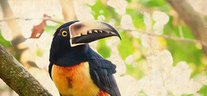 Выставка певчих и экзотических птиц